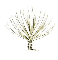 Agave sisalana Sisal Agave sisalana Sisal